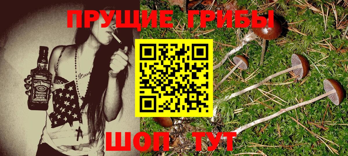 Коркино  Псилоцибиновые грибы Cubensis  Вход с VPN 